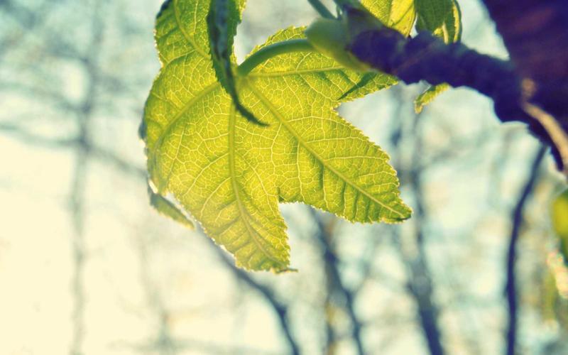 Chung cư Amaya - thành phố Pafos, Cyprus