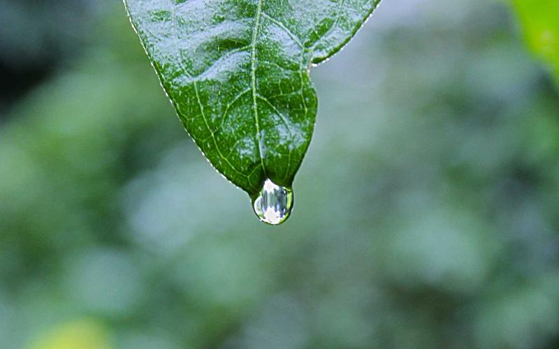 Quốc tịch Thổ Nhĩ Kỳ